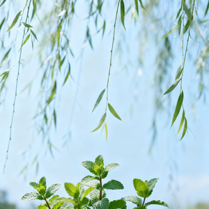 清歌赴流年