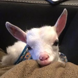 江辰-love9（麋鹿中迷路 remix）