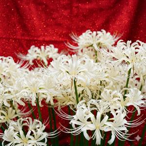 真夏のクリスマス