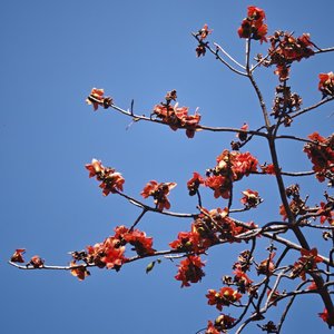 原来你不是木讷的树