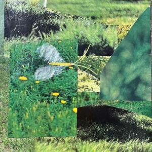 green lacewing (feat. Wilson Marks)