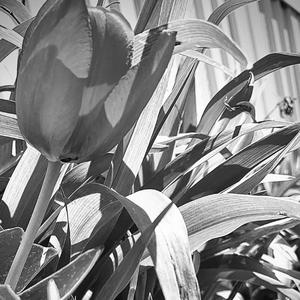 Black & White Dissonance