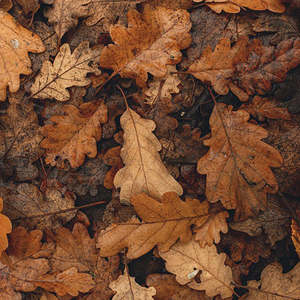 Растворила осень