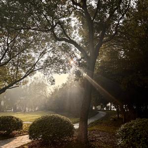 林间光语（Woodland light）