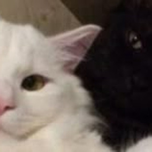 mask off (sped up + reverb)