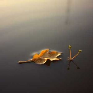 其实，我只是一片落叶