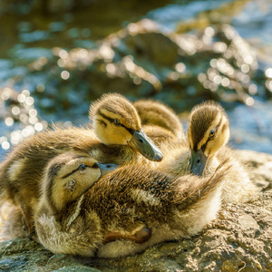 Stars Above The West