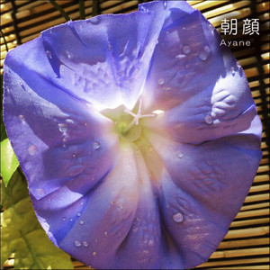 朝顔