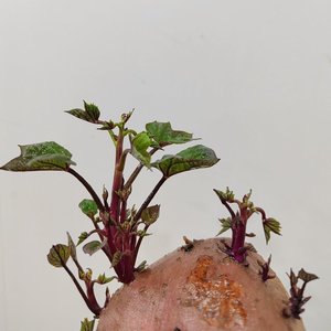 佛心有伤＃百万奖金AI创作大赛主题四