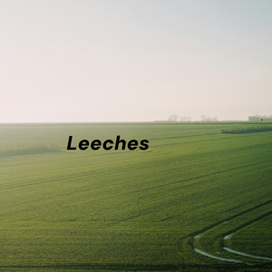 Leeches