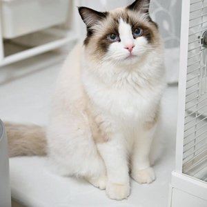 飞翔的哈基米.flac