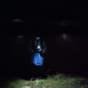 向上飘落的枫叶