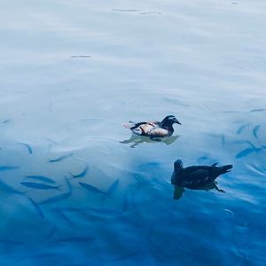 阳光灿烂的日子demo