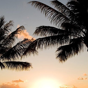 倾尽绿蚁花尽开