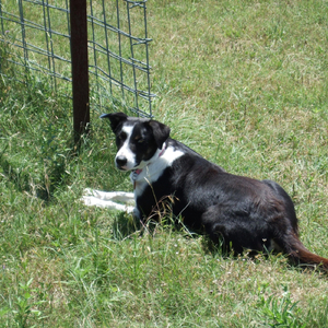 Ovation (Instrumental)