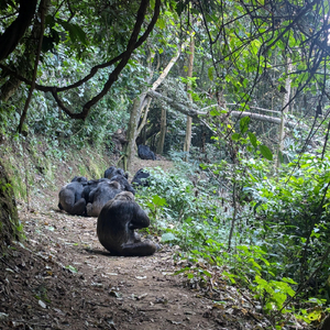 Chimpanzee Calls – Nyungwe Forest National Park, Rwanda