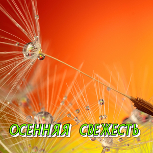 ОСЕННЯЯ СВЕЖЕСТЬ