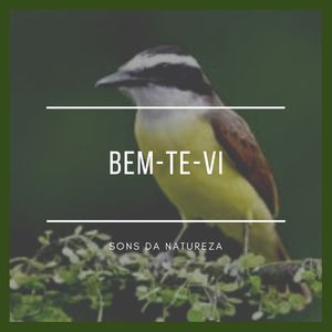 Bem-Te-Vi