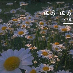 宋冬野-斑马斑马