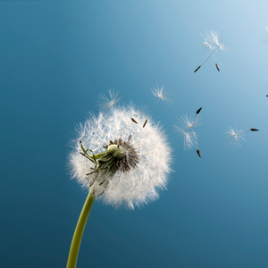 一天到晚游泳的鱼