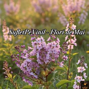 Flori de Mai (SufletPeVinil)