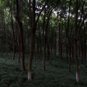 小胡同