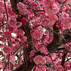 《蝶恋花·盼春暖》词：张刚、苏轼（宋）公版；演唱：王雅宁.wav