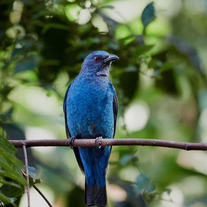Blue Wings