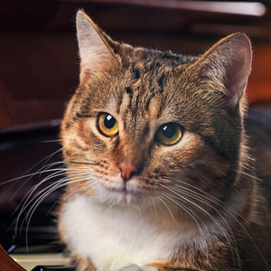 Cuerdas Juguetonas A La Deriva