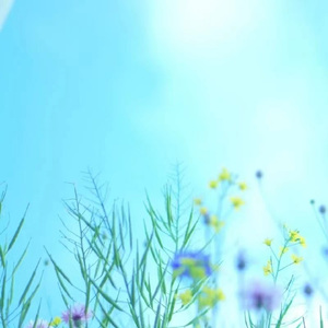 平和な日々 （平和的日子）