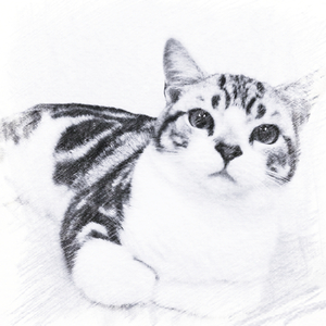 新年祈愿（2011）