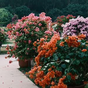 送你一朵小红花_翻唱