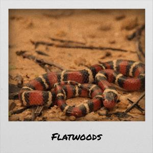 Flatwoods