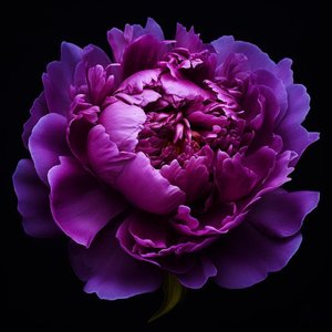 Heavyhearted at Losing the Cocktail