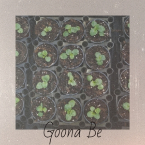 I'm Falling In Love With You