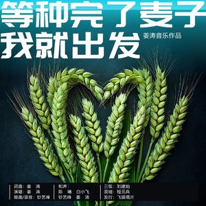 等种完了麦子我就出发