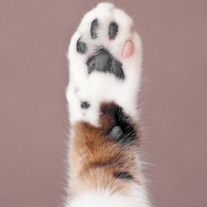 再见吧喵小姐（Cover 王晓天）