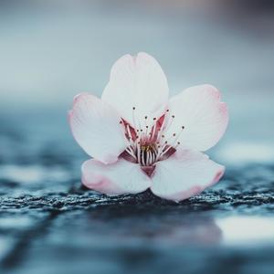 Lost in the Silence of Your Name