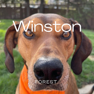 Winston