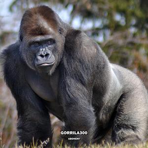 Gorrila300