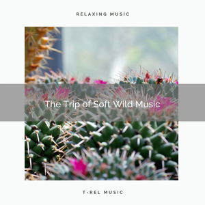 Bird Music and Summer Grassland Music