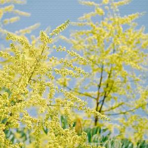 东方红 (舒缓轻音乐)