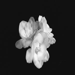 Freesia