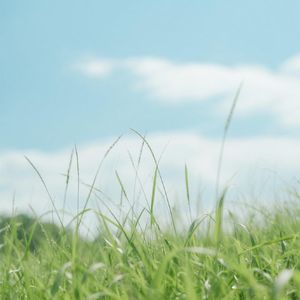 鸦雀归巢伴晨曦