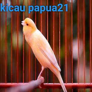 Masteran Kenari Gacor Sampai Nunggu Pancingan Babon