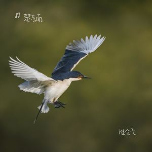 谁会飞