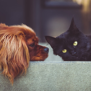 ������� ������ 10