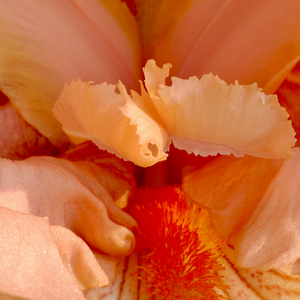 Strange Attractors (Live Version)