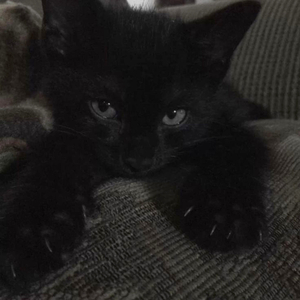 Totinos Totinos Hot Pizza Rolls