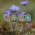 盗心贼 (虎牙版)